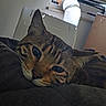 Sprocket joined the competition — help win amazing prizes! animal, brown, cat, close_up, cozy, duct, ears, eyes, face, fur, indoor, pet, relaxed, resting, sleepy, soft_surface, striped, tabby_cat, vent, whiskers