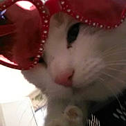 Blessings is registered to the contest to win money with this photo: black, cat, cat_like_mammal, cheek, close_up, eye, face, head, human_hair_color, kitten, mammal, mouth, nose, organ, red, skin, small_to_medium_sized_cats, vertebrate, whiskers, white