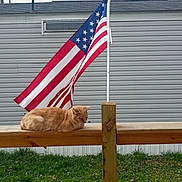 Red joined the competition — help win amazing prizes! american_flag, animal, calm, cat, daytime, domestic_animal, feline, flagpole, grass, house, nature, orange_cat, outdoor, pet, resting, shutter, siding, window, wood, wooden_railing