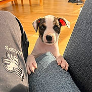 Cici joined the competition — help win amazing prizes! puppy, dog, pet, indoors, cushion, floor, wooden_floor, sunlight, legs, pants, logo, ears, nose, whiskers, curious, closeup, front_paws, looking, furniture, home