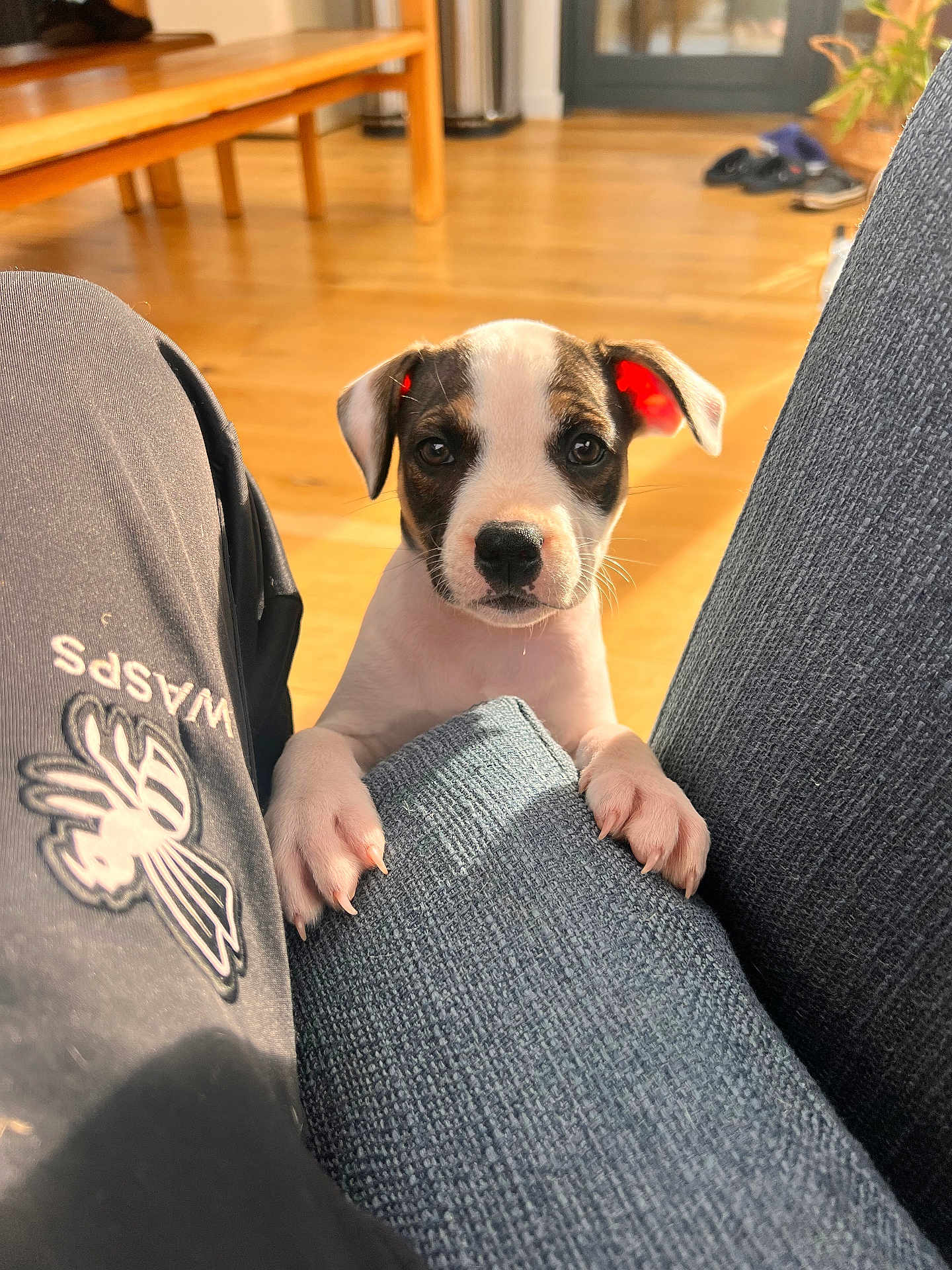 Cici