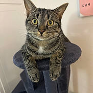 Louie joined the competition — help win amazing prizes! cat, tabby, pet, animal, feline, indoor, cat_tree, curious, wide_eyes, whiskers, ears, paws, fur, domestic_animal, looking, resting, close_up, cute, household, mammal