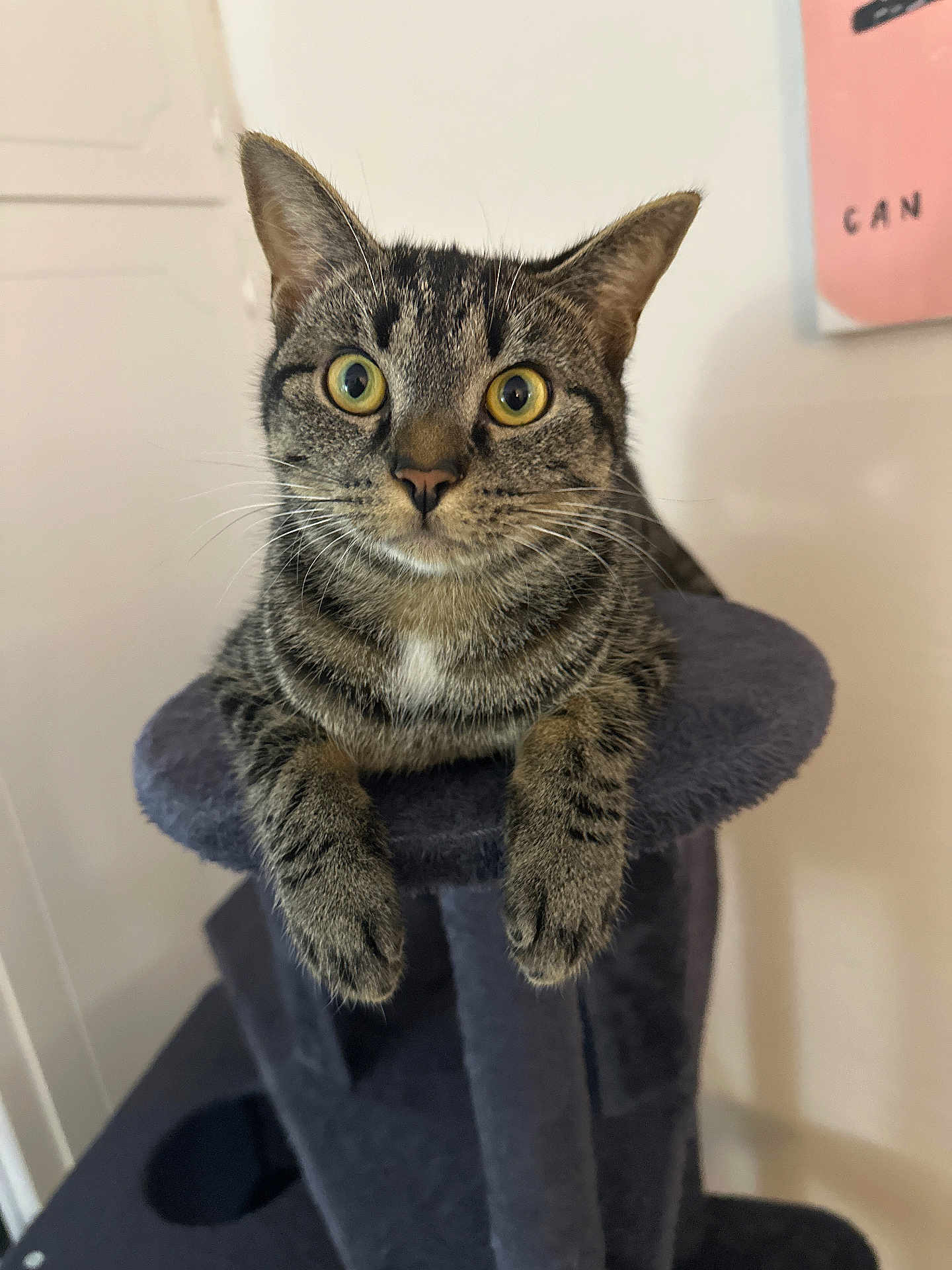 Louie joined the competition — help win amazing prizes! cat, tabby, pet, animal, feline, indoor, cat_tree, curious, wide_eyes, whiskers, ears, paws, fur, domestic_animal, looking, resting, close_up, cute, household, mammal