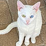 alert, animal, blue_eye, cat, closeup, cute, domestic_animal, ears, feline, fur, green_eye, heterochromia, outdoor, pet, portrait, sitting, stone_floor, tail, whiskers, white_cat