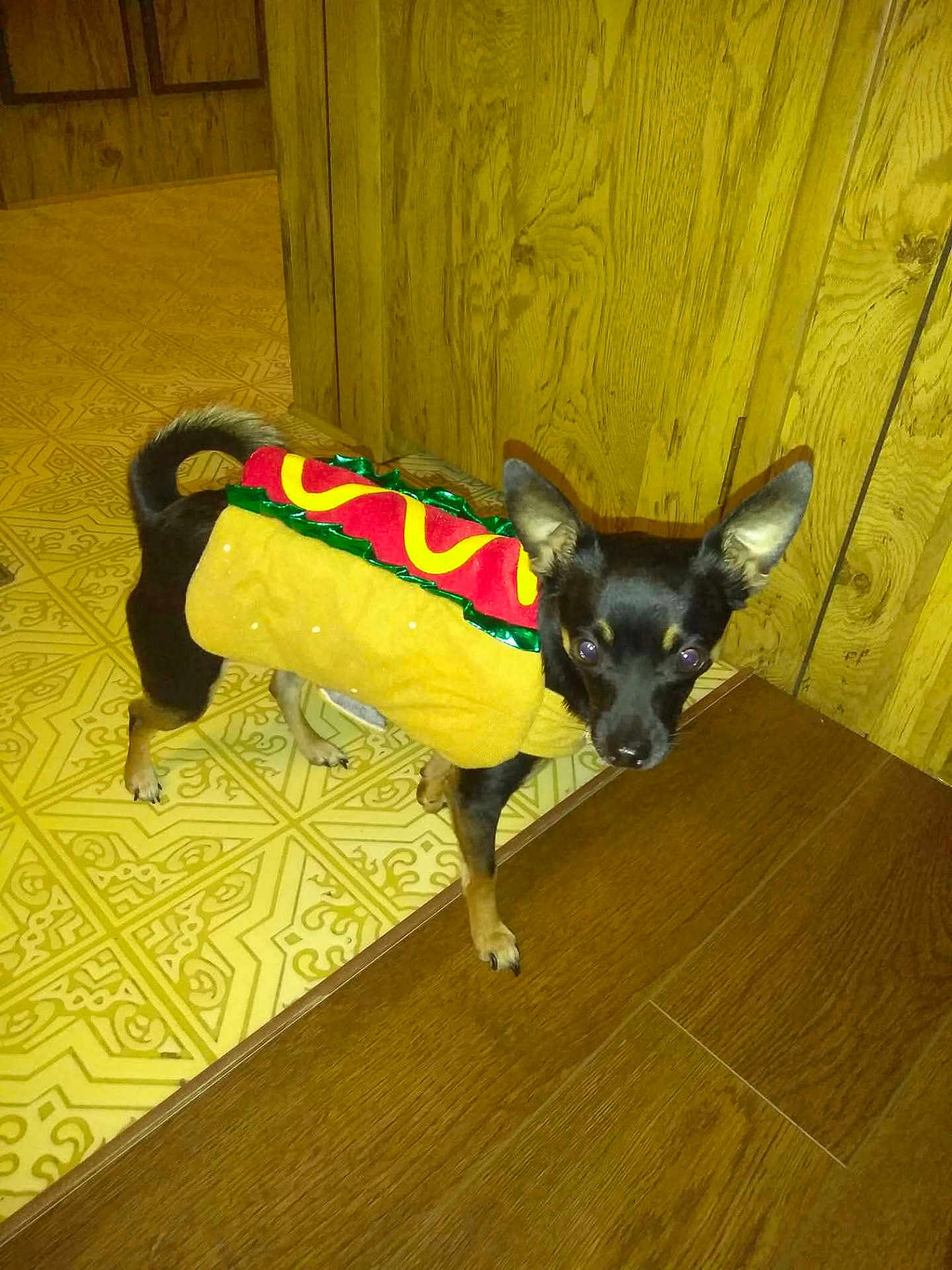 Peewee Herman joined the competition — help win amazing prizes! dog, hot_dog_costume, pet, indoor, floor, wood_paneling, curious, small_dog, black_dog, tan_dog, ears_up, costume, animal, floor_tiles, wood_floor, looking_at_camera, standing, house, cute, domestic_animal