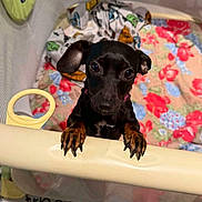 Mya a rejoint le concours — aidez-le/la à gagner de superbes lots ! puppy, dog, playpen, blanket, floral_pattern, curious, pet, indoors, paws, black_dog, brown_paws, cute, animal, small_dog, floor_tiles, looking_up, young_dog, adorable, mesh, home
