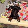 puppy, dog, playpen, blanket, floral_pattern, curious, pet, indoors, paws, black_dog, brown_paws, cute, animal, small_dog, floor_tiles, looking_up, young_dog, adorable, mesh, home