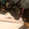 Mya a rejoint le concours — aidez-le/la à gagner de superbes lots ! dog, dogs, couch, blanket, collar, pet, animal, snuggling, relaxed, resting, indoor, two, black, brown, ears, paw, closeup, cute, companion, friendship