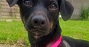 Mya a rejoint le concours — aidez-le/la à gagner de superbes lots ! dog, black_dog, flower, pink_flower, pink_collar, pet, animal, outdoor, grass, garden, fence, closeup, portrait, cute, canine, nature, young_dog, ears, snout, relaxed