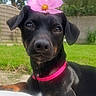 dog, black_dog, flower, pink_flower, pink_collar, pet, animal, outdoor, grass, garden, fence, closeup, portrait, cute, canine, nature, young_dog, ears, snout, relaxed