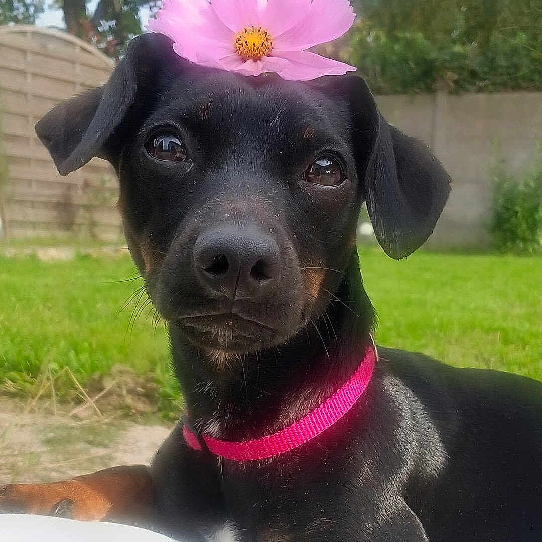 Mya a rejoint le concours — aidez-le/la à gagner de superbes lots ! dog, black_dog, flower, pink_flower, pink_collar, pet, animal, outdoor, grass, garden, fence, closeup, portrait, cute, canine, nature, young_dog, ears, snout, relaxed