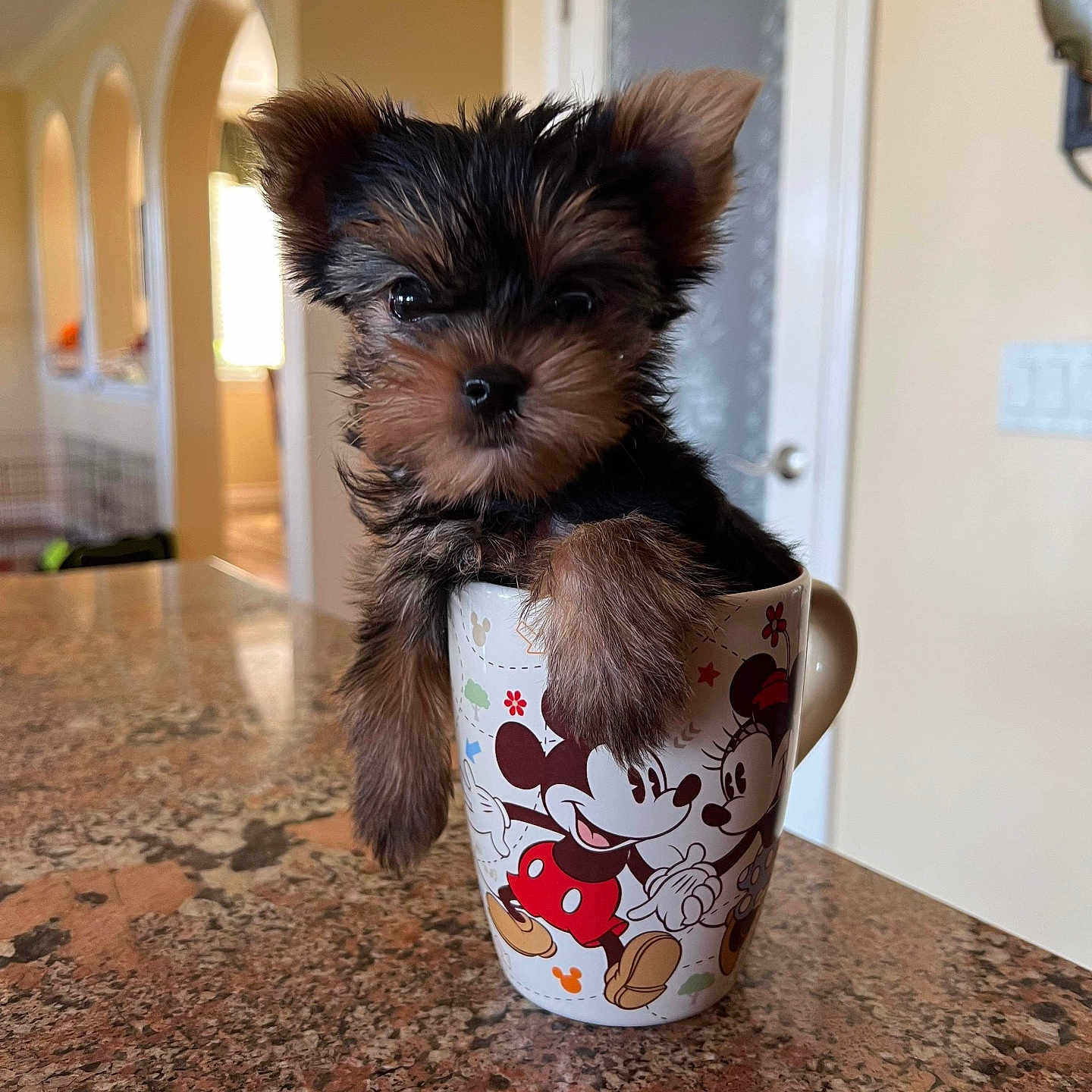 Teddy joined the competition — help win amazing prizes! animal, black, brown, cartoon, counter, curious, cute, decor, dog, fluffy, fur, indoor, kitchen, mickey_mouse, minnie_mouse, mug, pet, portrait, puppy, small