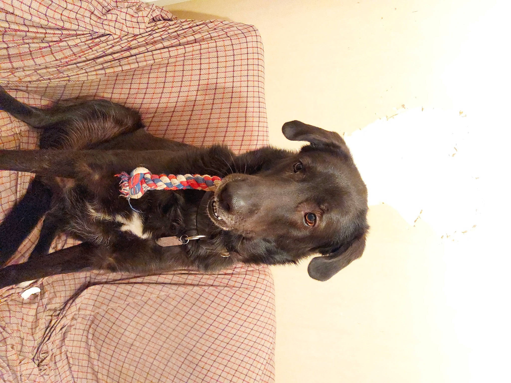 Jager participe au concours pour gagner de l'argent avec cette photo : borador, canidae, carnivore, collar, companion_dog, dog, dog_breed, dog_collar, dog_supply, fawn, fur, guard_dog, leash, liver, pet_supply, snout, sporting_group, tail, whiskers, working_animal