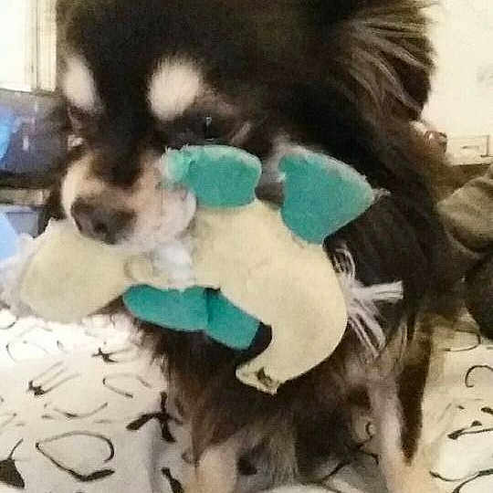 Feliz