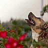 Jagger a rejoint le concours — aidez-le/la à gagner de superbes lots ! dog, animal, pet, outdoor, flowers, red_flowers, nature, happy, looking_up, collar, portrait, canine, garden, daylight, greenery, close_up, muzzle, fur, mouth_open, background_blur