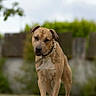 Jagger a rejoint le concours — aidez-le/la à gagner de superbes lots ! dog, outdoor, pathway, tan, white_chest, collar, standing, animal, pet, grass, fence, nature, blurred_background, canine, mammal, walking, daytime, ears, snout, curious