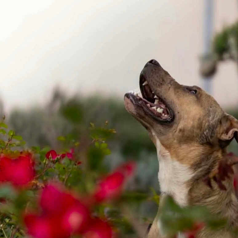 Jagger a rejoint le concours — aidez-le/la à gagner de superbes lots ! dog, animal, pet, outdoor, flowers, red_flowers, greenery, nature, happy, looking_up, canine, collar, fur, garden, blurred_background, daylight, closeup, head, tongue, smile