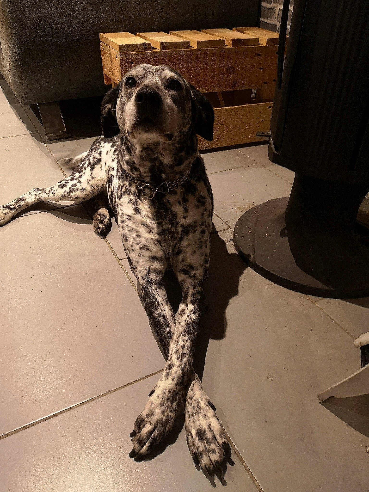 Châtaigne participe au concours pour gagner de l'argent avec cette photo : canidae, carnivore, claw, companion_dog, dog, dog_breed, fawn, fur, gun_dog, liver, mammal, metal, paw, snout, sporting_group, tail, terrestrial_animal, wood, working_animal, working_dog