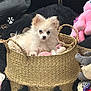 dog, puppy, basket, woven, plush_toy, stuffed_animal, cushion, indoor, pet, white_fur, small_dog, cute, furry, animal, relaxing, home, soft, toy, decor, cozy