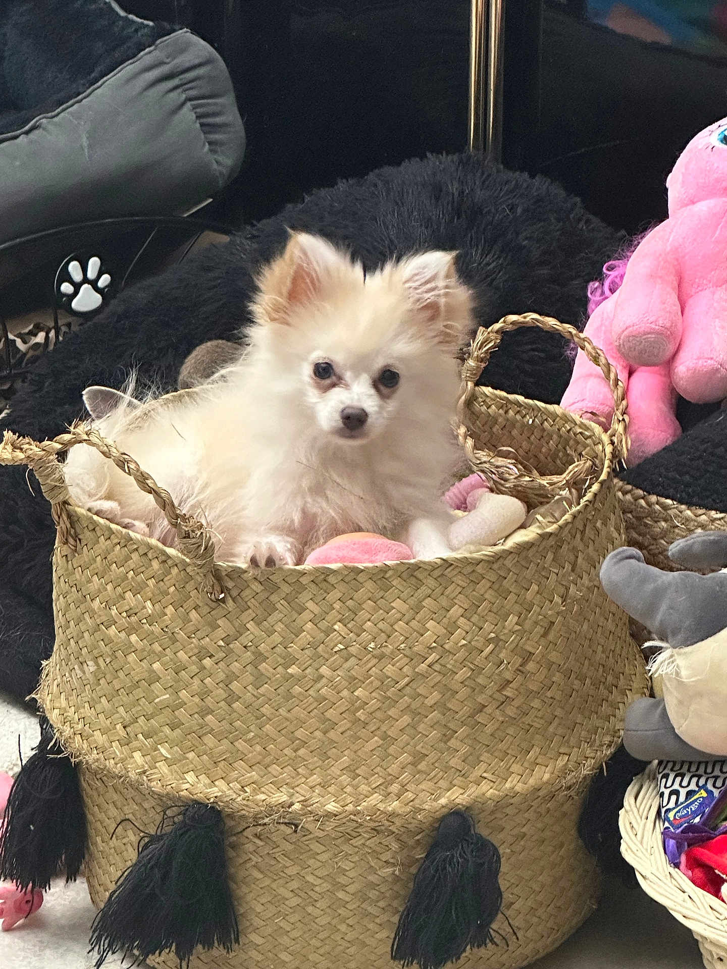 Ava participe au concours pour gagner de l'argent avec cette photo : dog, puppy, basket, woven, plush_toy, stuffed_animal, cushion, indoor, pet, white_fur, small_dog, cute, furry, animal, relaxing, home, soft, toy, decor, cozy