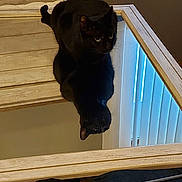 Cocoa joined the competition — help win amazing prizes! cat, cats, black_cat, reflection, mirror, indoor, home, wood_paneling, window, climbing, perched, curious, animal, pet, dark_fur, whiskers, eyes, vertical_composition, furniture, funny