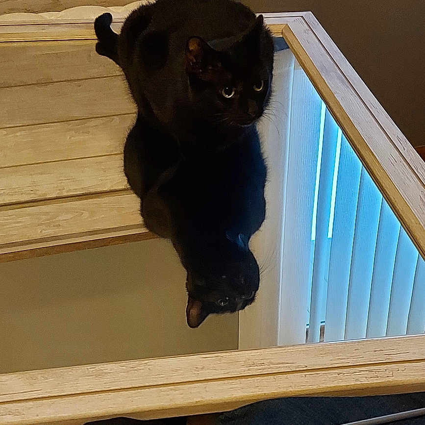 Cocoa