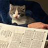 kitten, cat, gray_and_white_fur, blue_blanket, newspaper, sudoku, human_hand, indoor, cozy, cute, animal, pet, portrait, close_up, fluffy, pink_nose, whiskers, ears, seated, reading