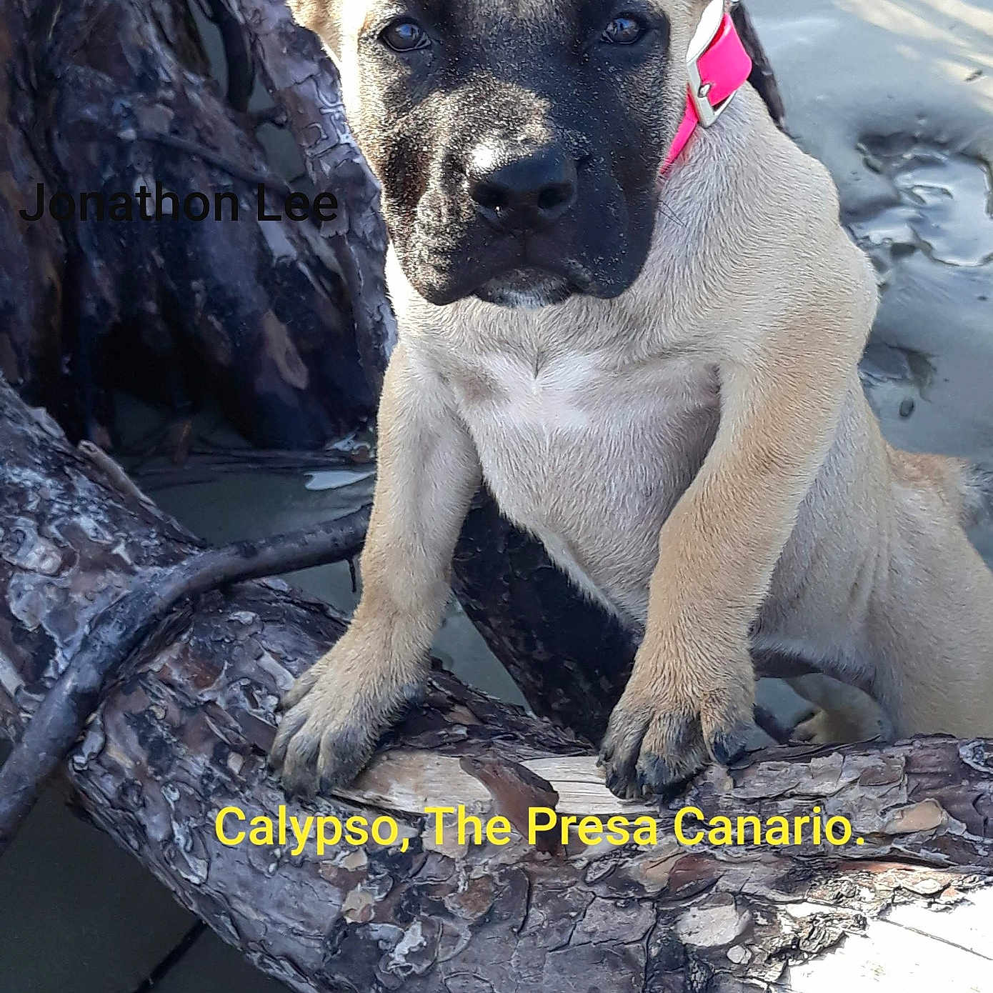 Calypso is registered to the contest to win money with this photo: american_pit_bull_terrier, american_staffordshire_terrier, bandog, canidae, carnivore, cordoba_fighting_dog, dog, dog_breed, fawn, mammal, molosser, non_sporting_group, perro_de_presa_canario, perro_de_presa_mallorquin, rare_breed_dog, snout, vertebrate