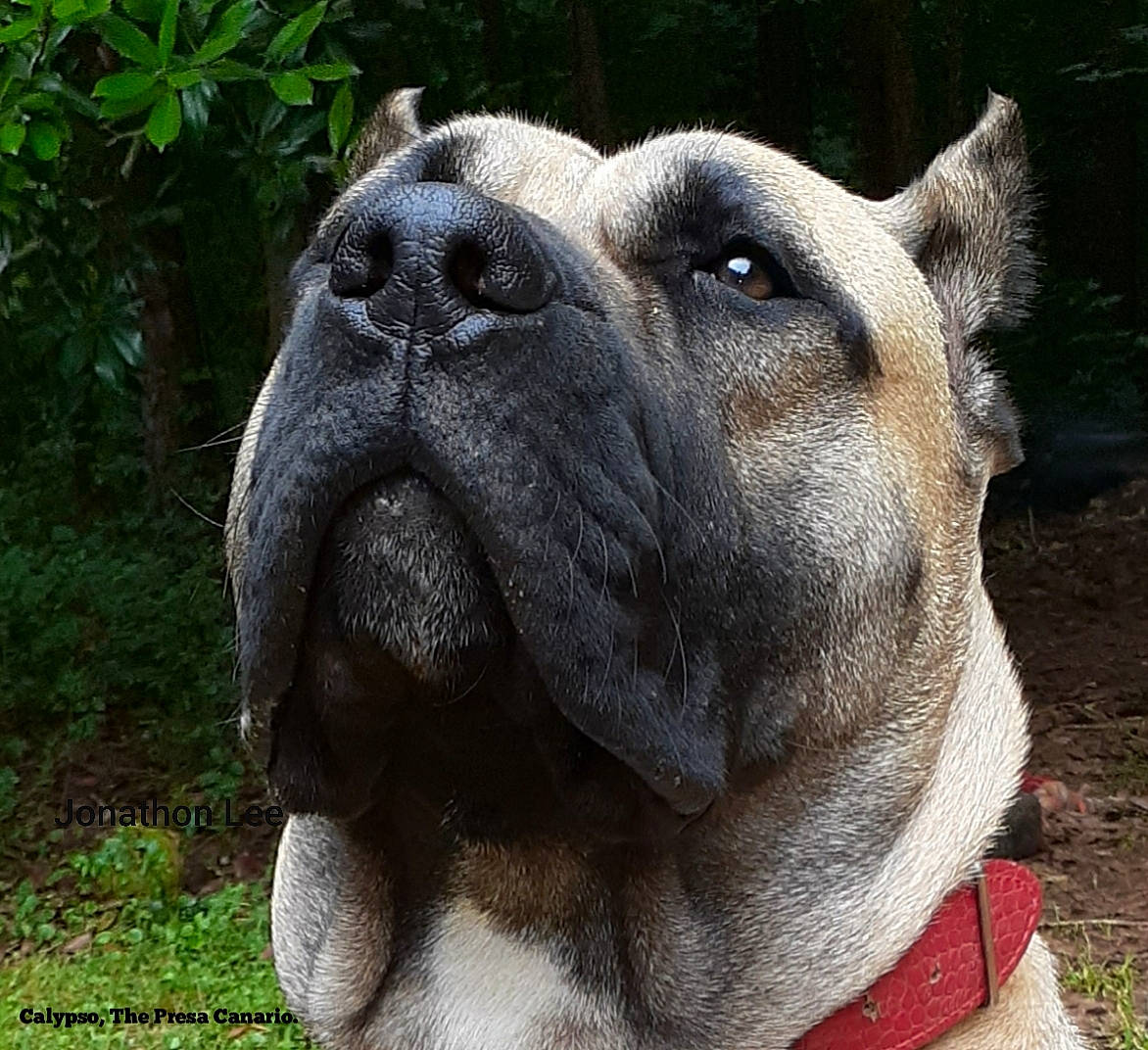 Calypso joined the competition — help win amazing prizes! ancient_dog_breeds, australian_bulldog, canidae, carnivore, companion_dog, dog, dog_breed, fawn, mammal, non_sporting_group, perro_de_presa_mallorquin, snout, vertebrate