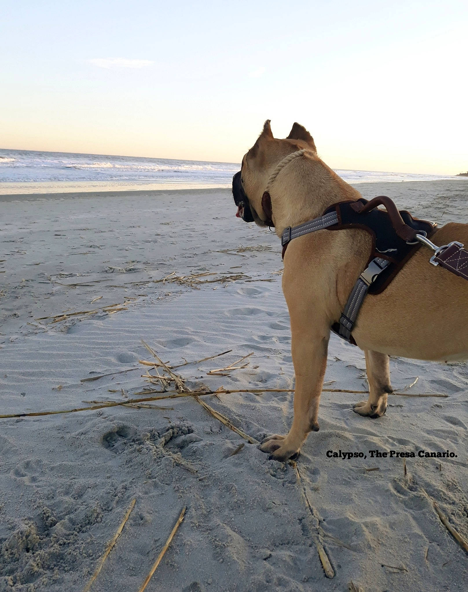 Calypso joined the competition — help win amazing prizes! american_pit_bull_terrier, american_staffordshire_terrier, beach, canidae, carnivore, coast, dog, dog_breed, dog_walking, fawn, guard_dog, leash, non_sporting_group, ocean, olde_english_bulldogge, sand, sea, snout, vacation
