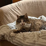 Razès participe au concours pour gagner de l'argent avec cette photo : cat, feline, pet, long_hair, fluffy, tabby, whiskers, green_eyes, paws, blanket, couch, sofa, cozy, indoor, living_room, resting, portrait, fur, collar, relaxed