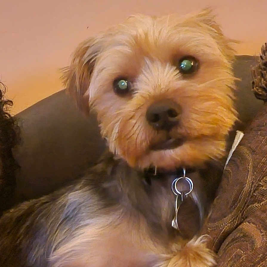 Cairo Monroe is registered to the contest to win money with this photo: accessories, affenpinscher, airedale, animal, canine, cockerspaniel, collar, couch, dog, earring, furniture, jewelry, pendant, pet, poodle, puppy, snout, terrier, text, whitedog