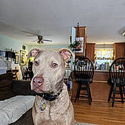 River is registered to the contest to win money with this photo: dog, indoor, living_room, brown_dog, collar, pet, wooden_floor, rug, couch, chair, kitchen, home, furniture, ceiling_fan, plant, window, light, table, floor, portrait