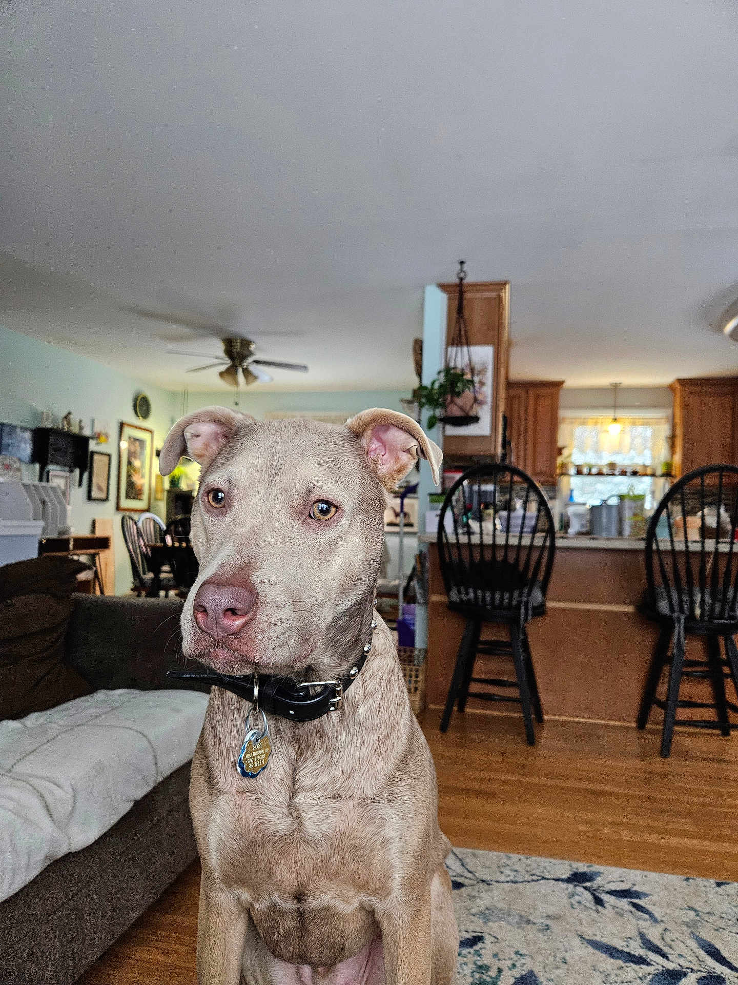 River is registered to the contest to win money with this photo: dog, indoor, living_room, brown_dog, collar, pet, wooden_floor, rug, couch, chair, kitchen, home, furniture, ceiling_fan, plant, window, light, table, floor, portrait