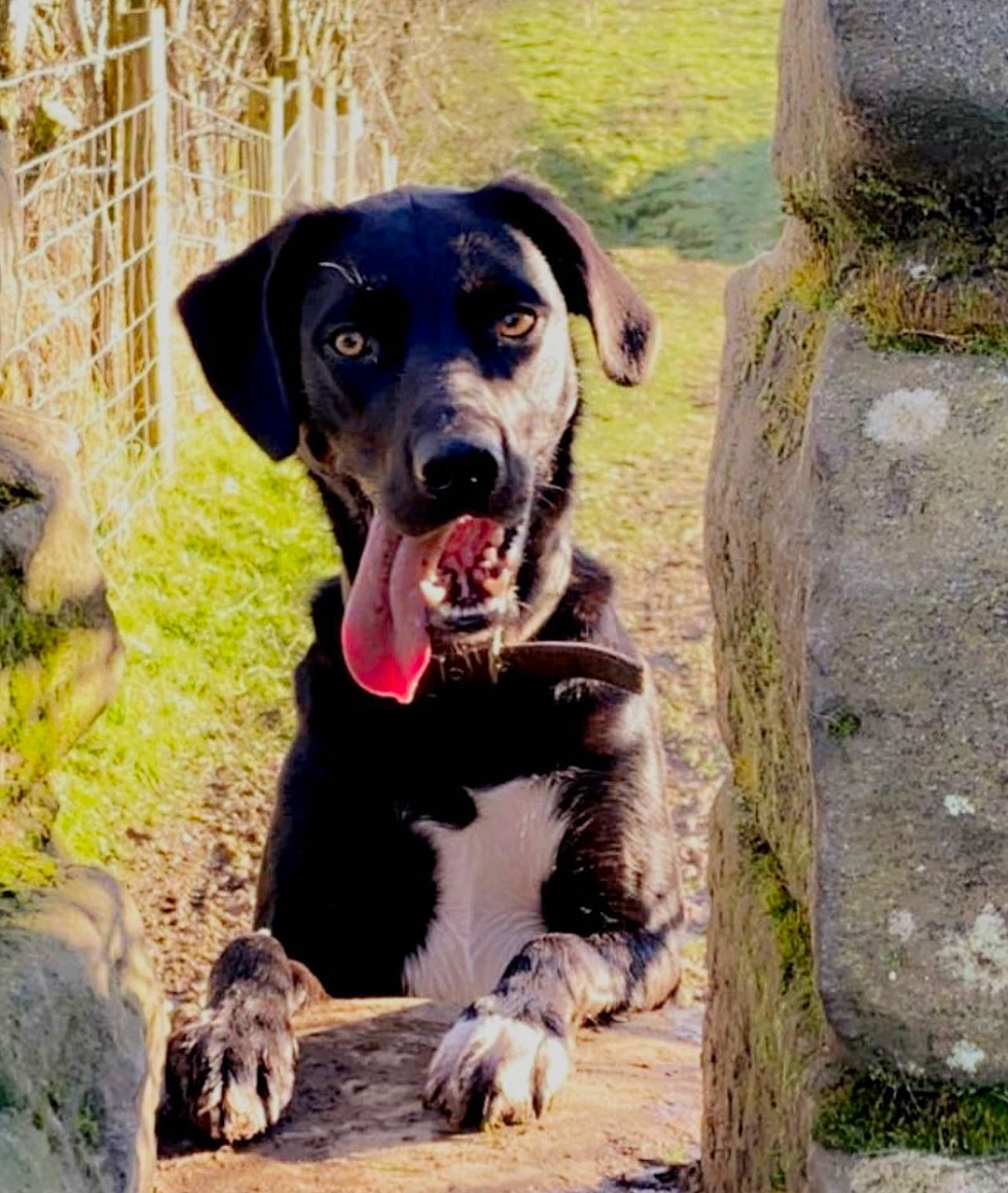 Freddie joined the competition — help win amazing prizes! borador, canidae, carnivore, collar, companion_dog, dog, dog_breed, dog_collar, fawn, grass, guard_dog, gun_dog, plant, snout, sporting_group, tail, terrestrial_animal, whiskers, working_animal, working_dog