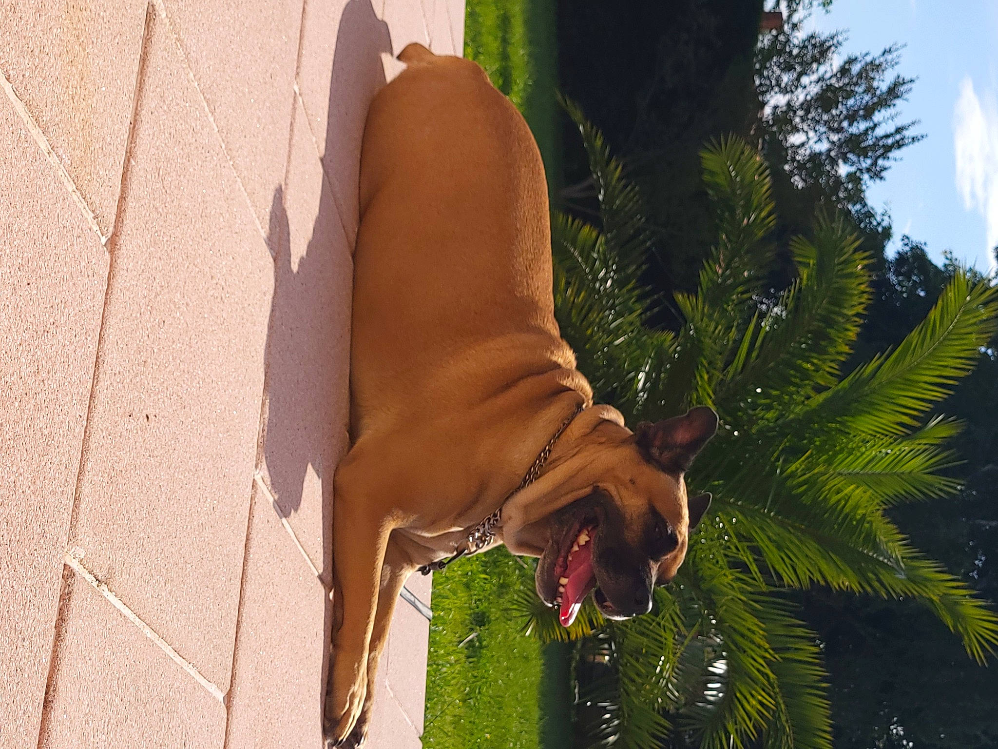 Nano a rejoint le concours — aidez-le/la à gagner de superbes lots ! arecales, canidae, carnivore, companion_dog, dog, dog_breed, fawn, grass, liver, palm_tree, pet_supply, plant, snout, sporting_group, tail, terrestrial_animal, terrestrial_plant, tree, wood, working_animal