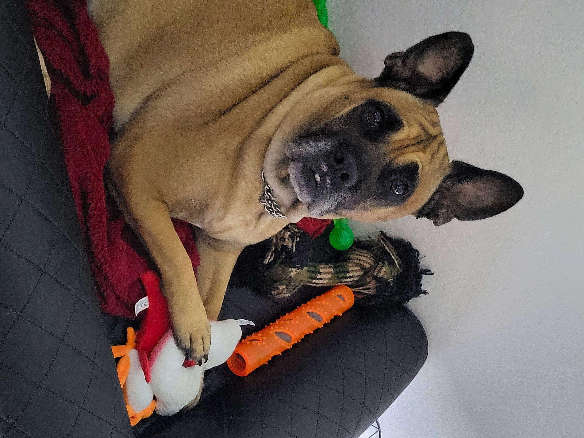 Nano a rejoint le concours — aidez-le/la à gagner de superbes lots ! carnivore, collar, comfort, companion_dog, dog, dog_breed, dog_clothes, dog_collar, dog_supply, fawn, french_bulldog, fur, guard_dog, paw, pet_supply, snout, tail, toy_dog, whiskers, working_animal