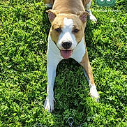 Patie participe au concours pour gagner de l'argent avec cette photo : animal, app_icons, digital_photo, dog, grass, greenery, happy, lawn, looking_at_camera, lying_down, outdoor, pet, phone_interface, playful, portrait, puppy, smartphone_wallpaper, sunlight, tan_and_white, tongue_out