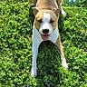 dog, puppy, tan_and_white, lying_down, grass, lawn, outdoor, portrait, looking_at_camera, tongue_out, happy, playful, greenery, sunlight, smartphone_wallpaper, phone_interface, app_icons, digital_photo, pet, animal