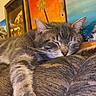 animal, artwork, cat, close_up, couch, cozy, fur, furniture, gray_tabby, home, indoor, nap, painting, paw, pet, relaxed, resting, sleeping, wall, whiskers