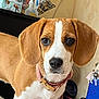 dog, beagle, puppy, pet, collar, close_up, portrait, brown_and_white, floppy_ears, whiskers, nose, eyes, indoor, furniture, bag, blanket, trinkets, curious, looking_at_camera, cute