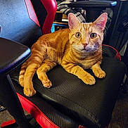 Sammy joined the competition — help win amazing prizes! cat, orange_tabby, gaming_chair, indoor, pet, feline, fur, whiskers, ears, paws, looking_at_camera, relaxed, seat, black, red, striped, domestic_cat, home, cozy, animal