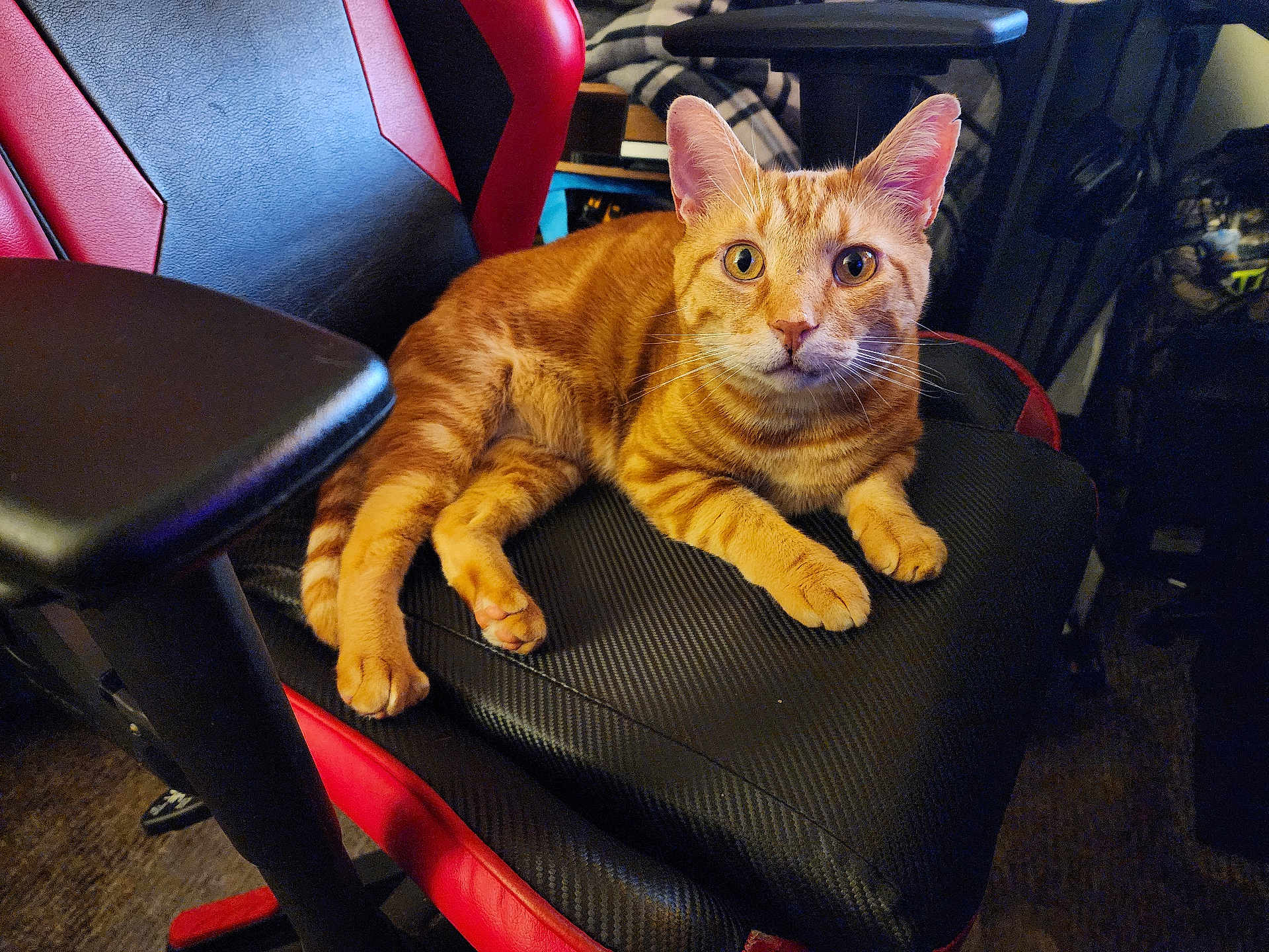Sammy