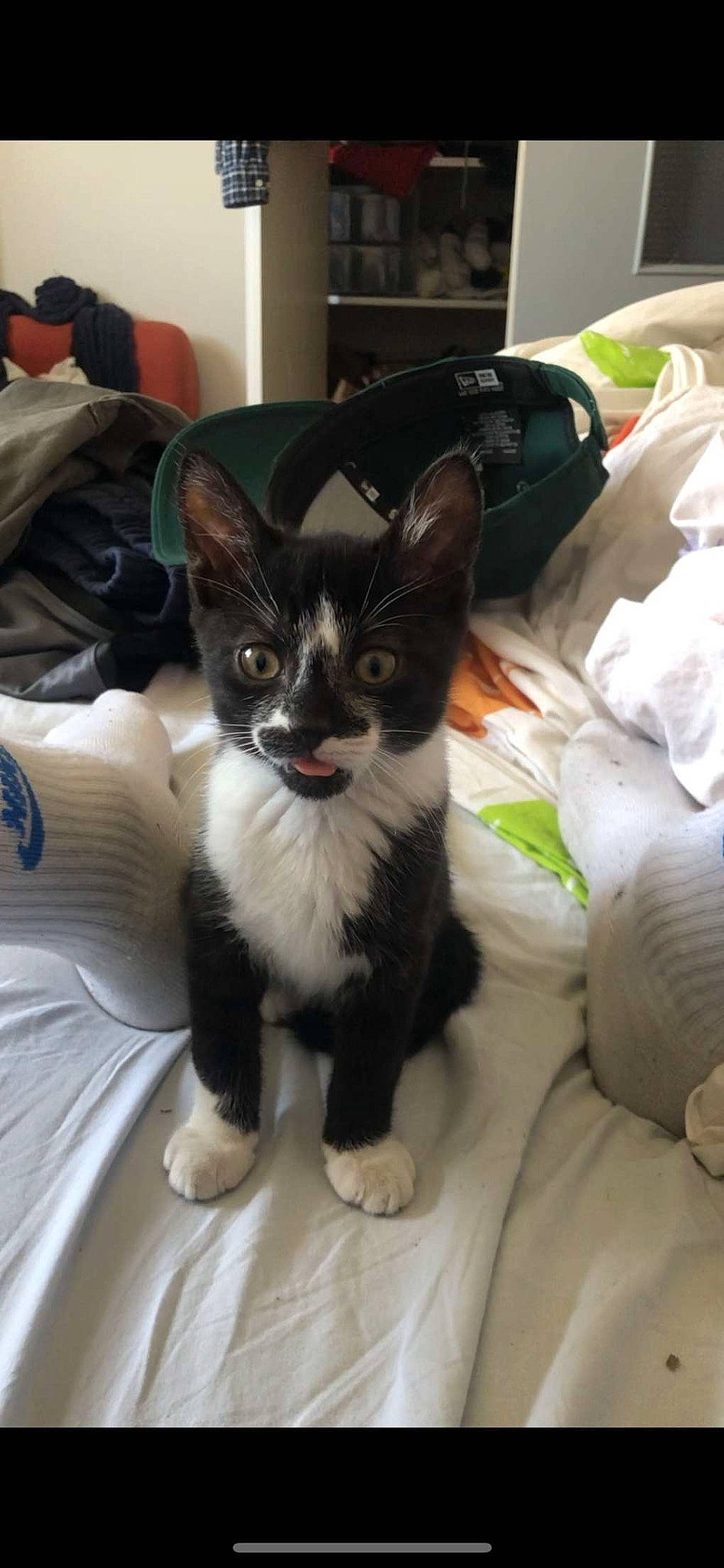 Chaussette participe au concours pour gagner de l'argent avec cette photo : bedding, canidae, carnivore, cat, chair, comfort, companion_dog, dog_breed, domestic_short_haired_cat, felidae, formal_wear, fur, linens, paw, small_to_medium_sized_cats, snout, tail, whiskers