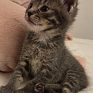 Marley participe au concours pour gagner de l'argent avec cette photo : animal, bed, cat, cozy, curious, cute, feline, fur, gray_tabby, indoor, kitten, paws, pet, pink_pillow, plush, sitting, small, soft, whiskers, young