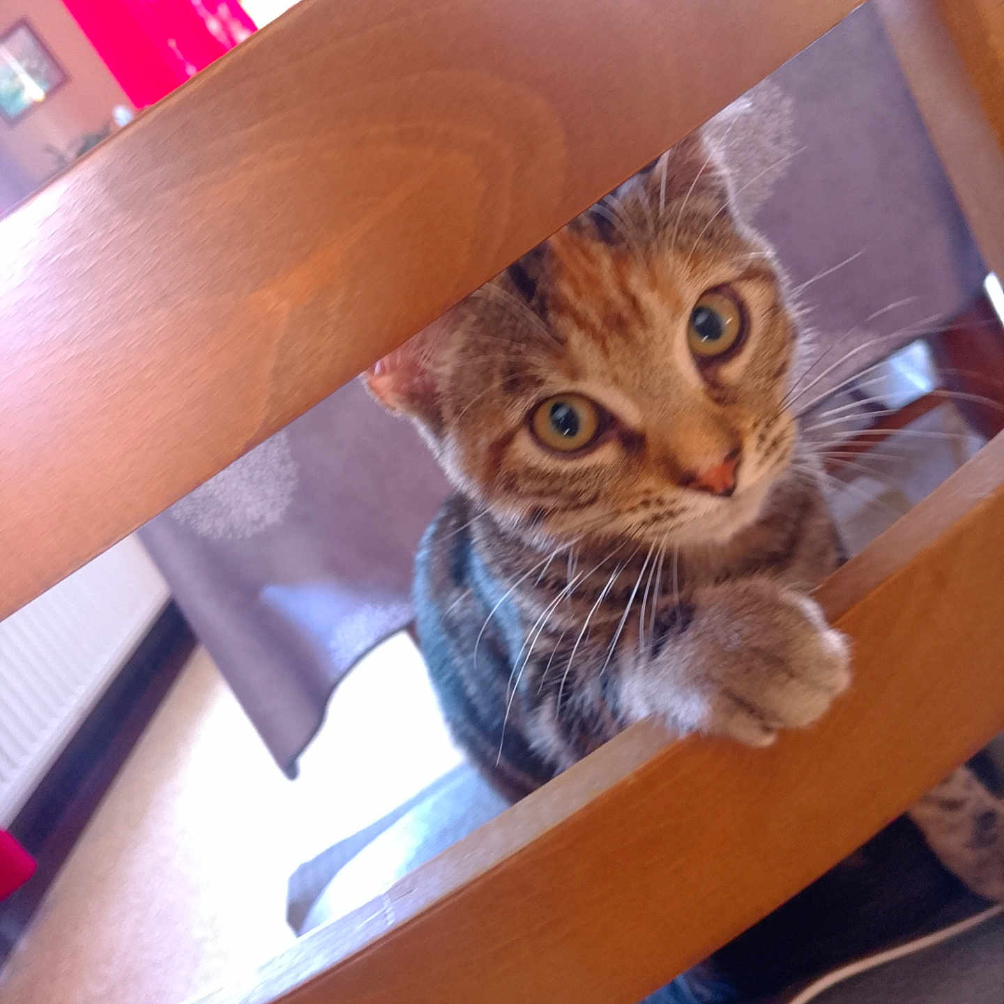 Milly participe au concours pour gagner de l'argent avec cette photo : abyssinian, animal, bed, bookcase, cat, chair, closet, crib, cupboard, drawer, furniture, handrail, hardwood, infantbed, kitten, manx, pet, plywood, shelf, wood