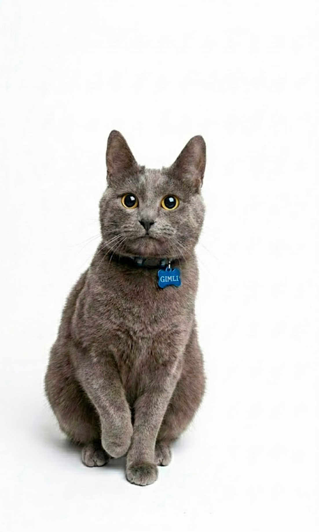 Gimli joined the competition — help win amazing prizes! cat, grey_cat, pet, animal, feline, collar, tag, sitting, portrait, studio_photo, white_background, cute, furry, domestic_cat, looking, alert, whiskers, ears_up, close_up, single_animal