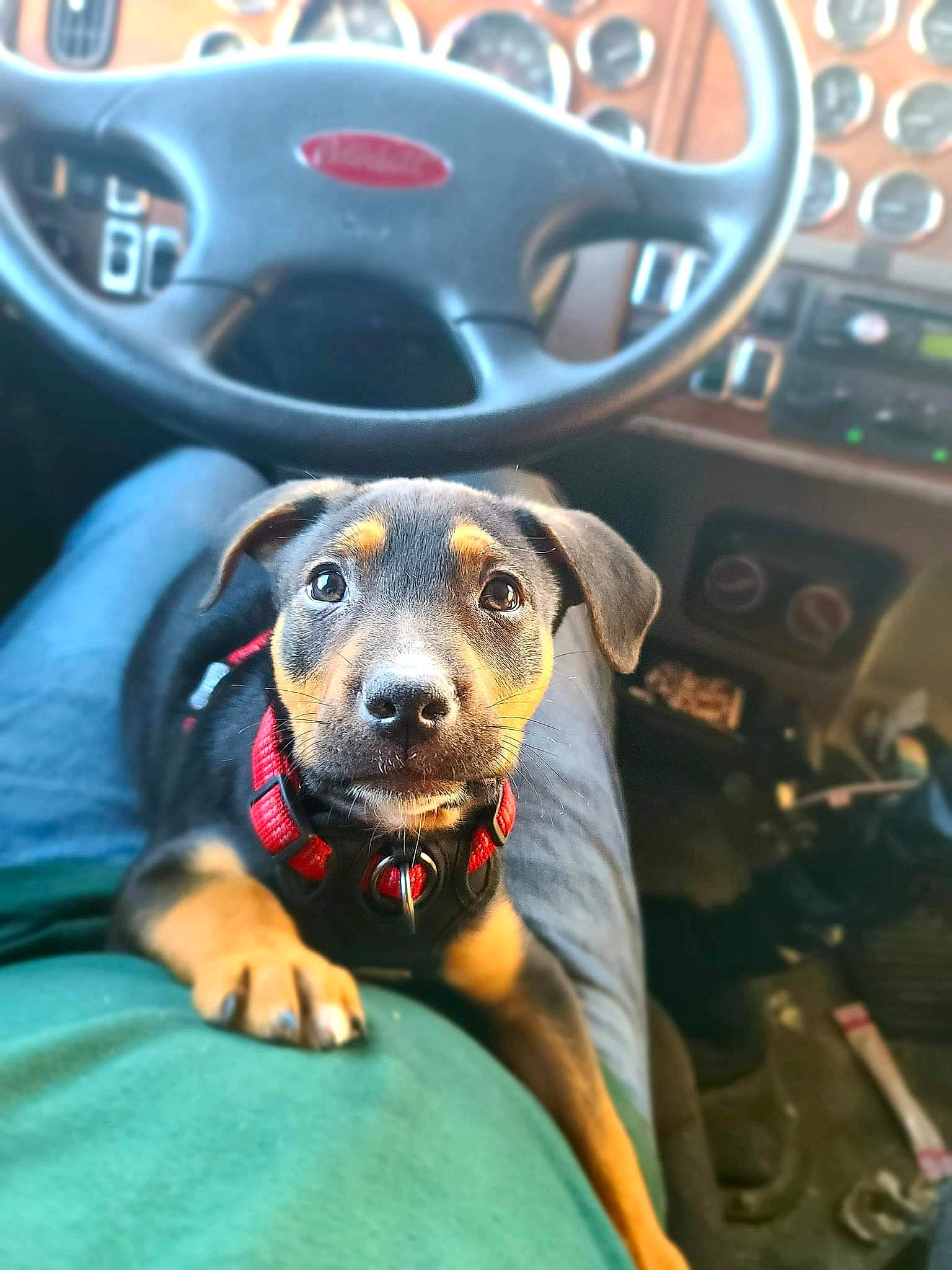 Colt is registered to the contest to win money with this photo: auto_part, automotive_design, automotive_lighting, car_seat_cover, carnivore, comfort, companion_dog, dog, dog_breed, electric_blue, gauge, head_restraint, light, motor_vehicle, pinscher, steering_part, steering_wheel, vehicle, vehicle_door, working_animal