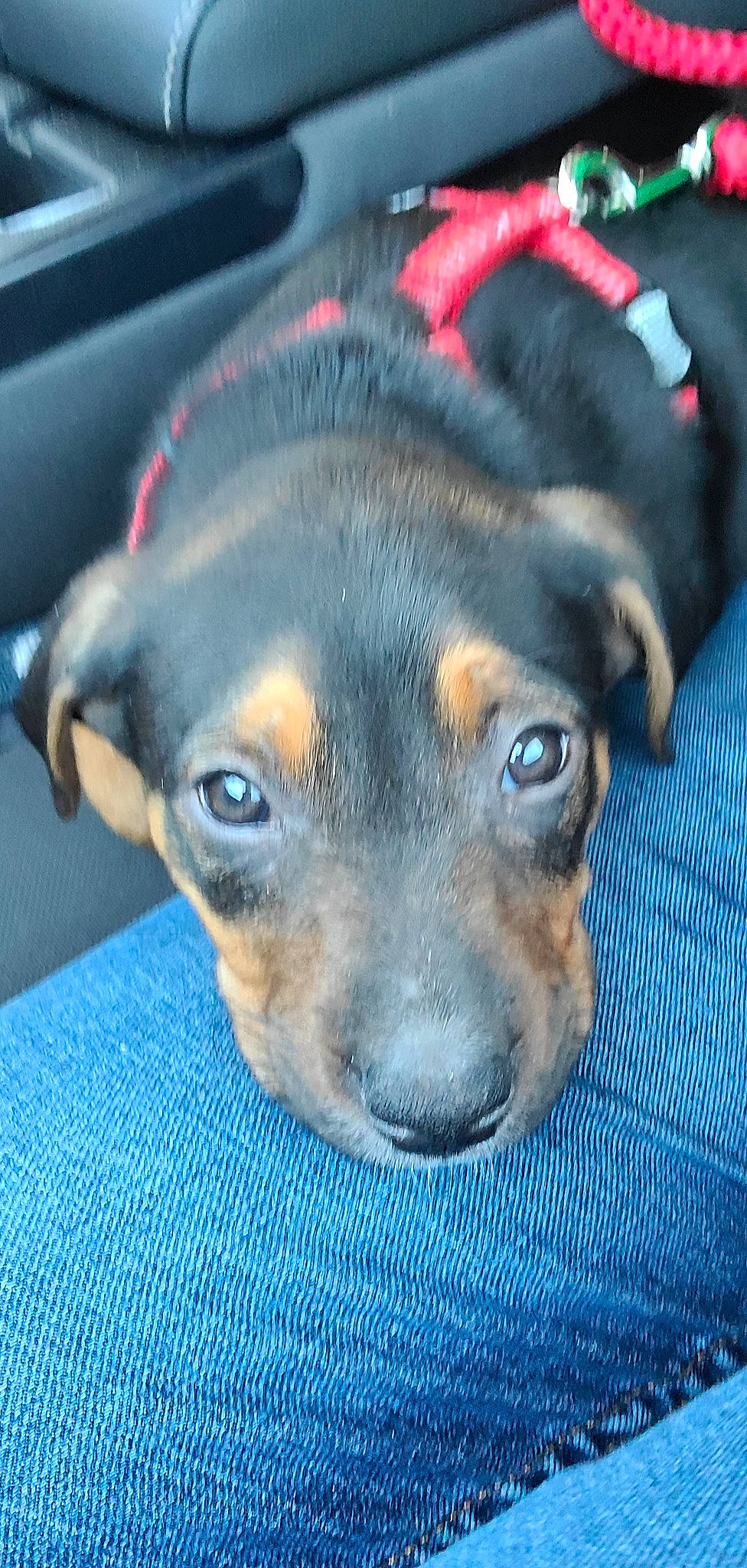 Colt is registered to the contest to win money with this photo: canidae, carnivore, companion_dog, dog, dog_breed, ear, fawn, fur, guard_dog, paw, puppy, snout, sporting_group, terrestrial_animal, whiskers, working_animal, working_dog