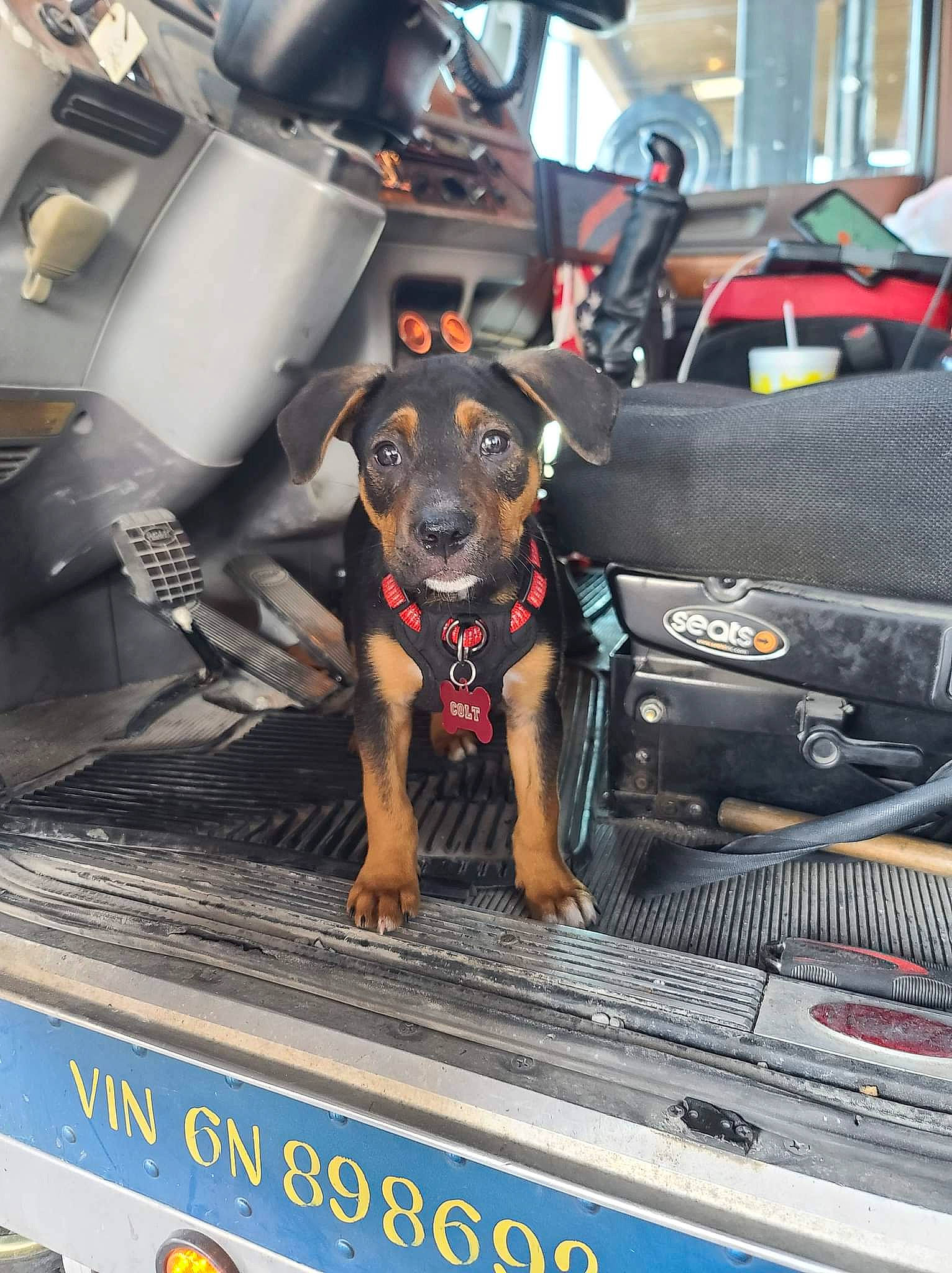 Colt joined the competition — help win amazing prizes! auto_part, automotive_design, automotive_exterior, bumper, car_seat, carnivore, collar, companion_dog, dog, dog_breed, gas, guard_dog, luxury_vehicle, machine, mode_of_transport, motor_vehicle, snout, vehicle, vehicle_door, windshield